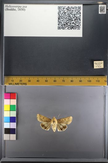Media type: image;   Entomology 754512